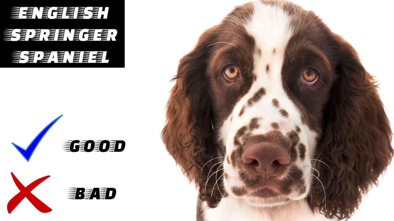 English Springer Spaniel Pros And Cons | The Good And The Bad - YouTube