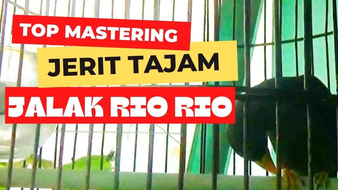 Jalak Rio Rio MASTERAN JERIT TAJAM JALAK RIO RIO #jalakriorio #masteranburung - YouTube