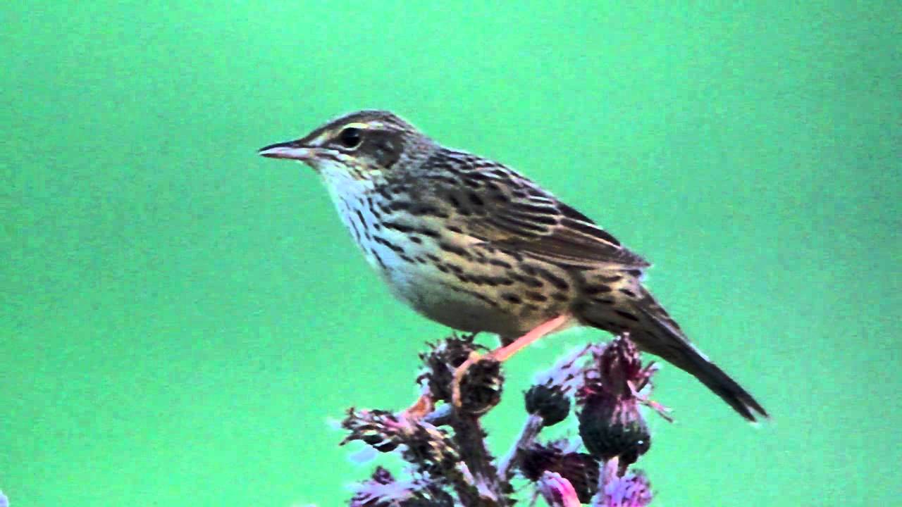 Lanceolated Warbler 