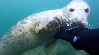 Diver Has Close Encounter With Grey Seals