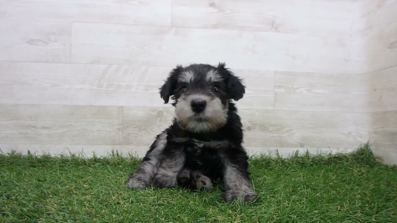 Coo&RIKU No.00740443 M・シュナウザー - YouTube