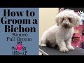 How to Groom a Bichon (Romeo)