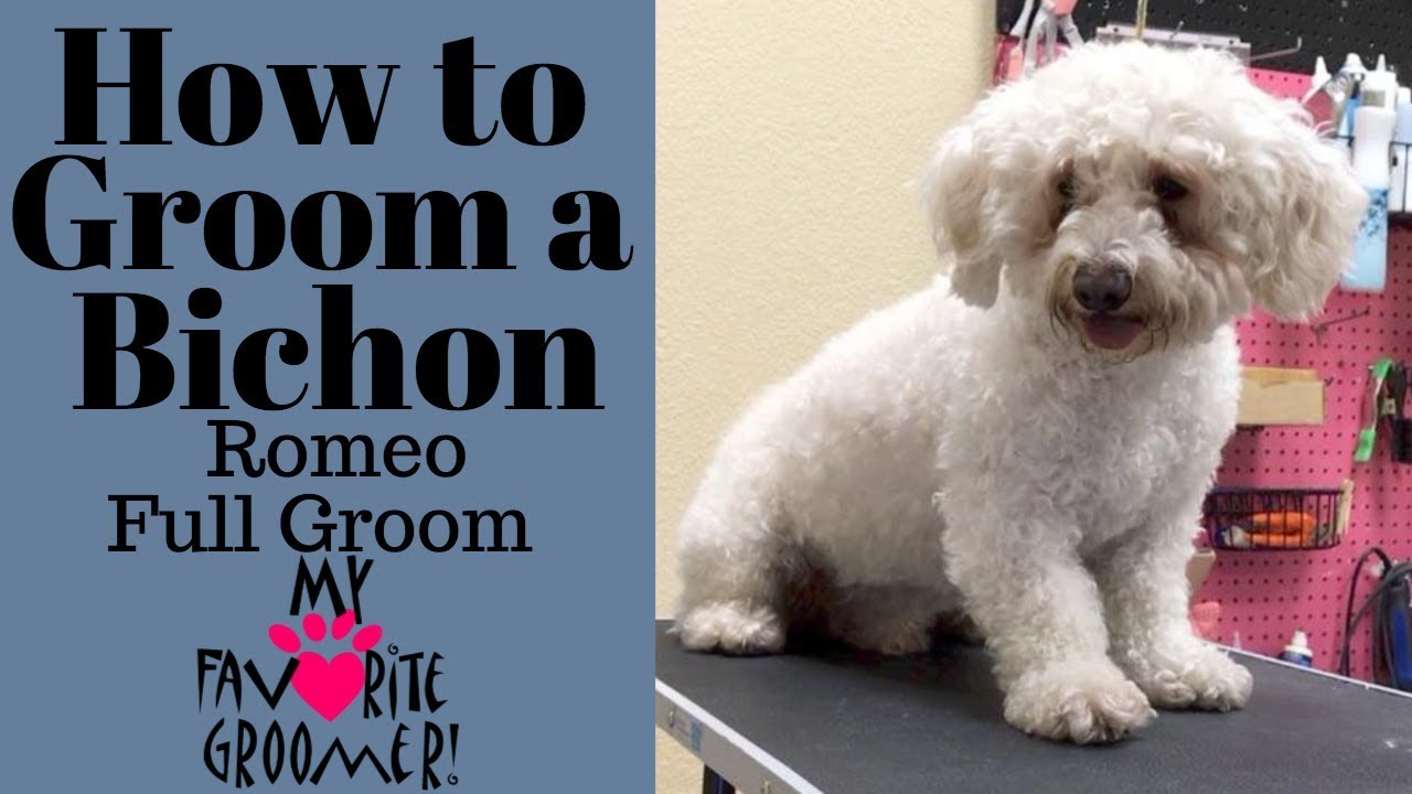 best dog clippers for bichon frise