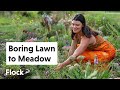 Boring lawn to diverse pollinator garden  ep 121