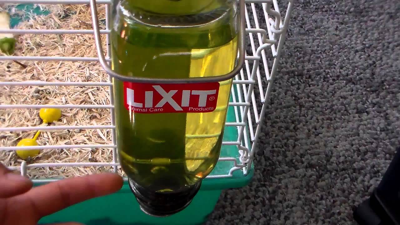Lixit Water Bottle - 16oz - Glass