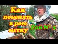 КАК ПЕРЕСЕЛИТЬ ПОЙМАННОГО РОЯ В УЛЕЙ И СМЕНИТЬ МАТКУ  Рой №5.