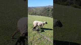 Deux petits agneaux nés. 2 garçons #agriculture #animaux #ferme #agneau