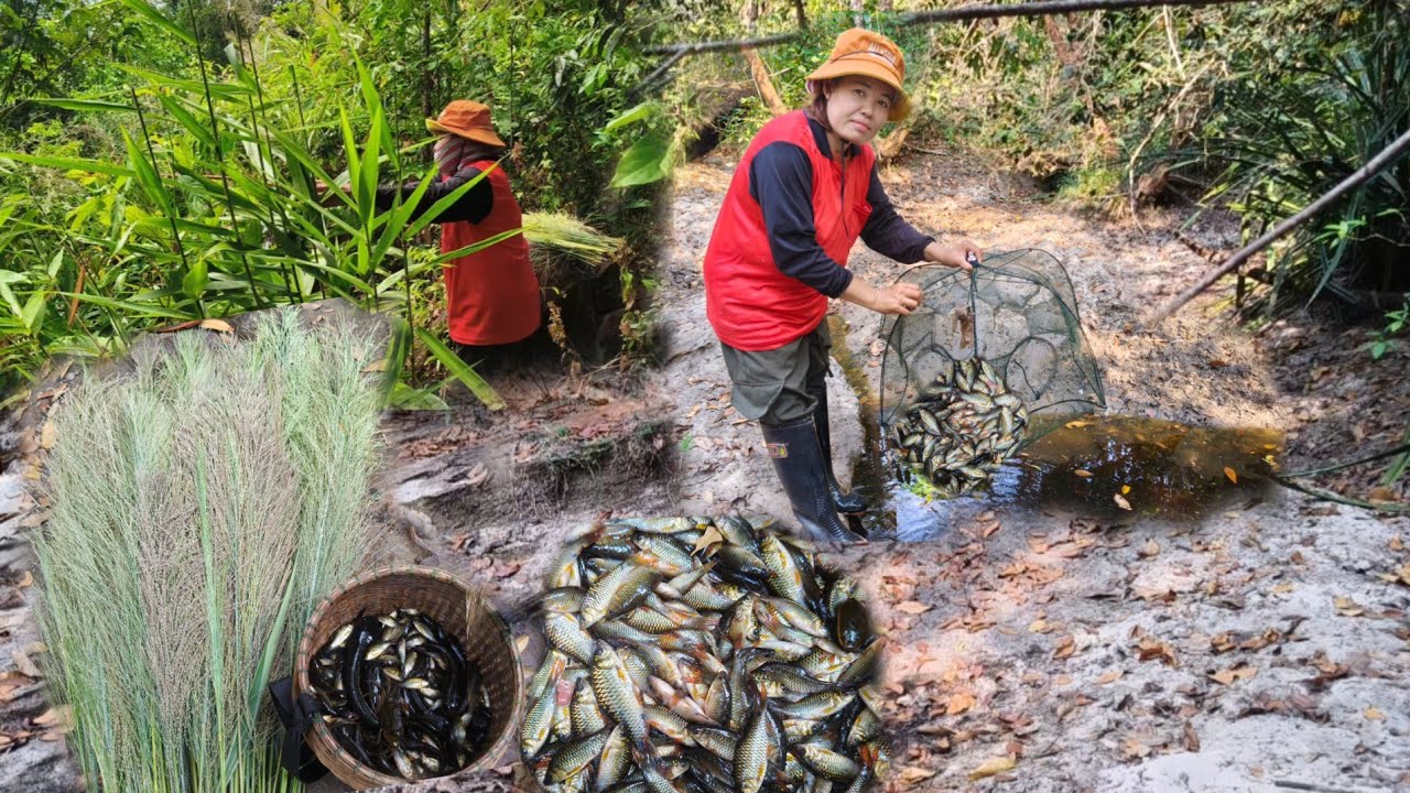 ขึ้นเขาตามหาแขมมาทำไม้กวาดใส่ตุ้ม8หลังเกินคาดตุ้มโยด 7ก.พ 69