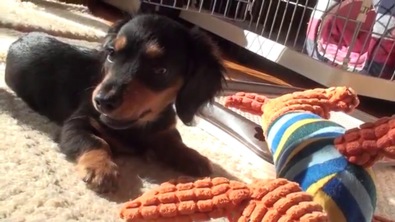 カニンヘンダックスちょこ太 遊んで、疲れて、寝る A miniature dachshund puppy biting a toy got