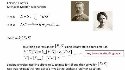 chm346 enzyme kinetics