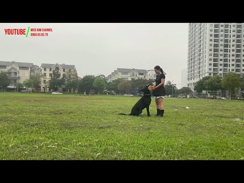 Video: Cách Ngăn Chó Nhặt Trên đường