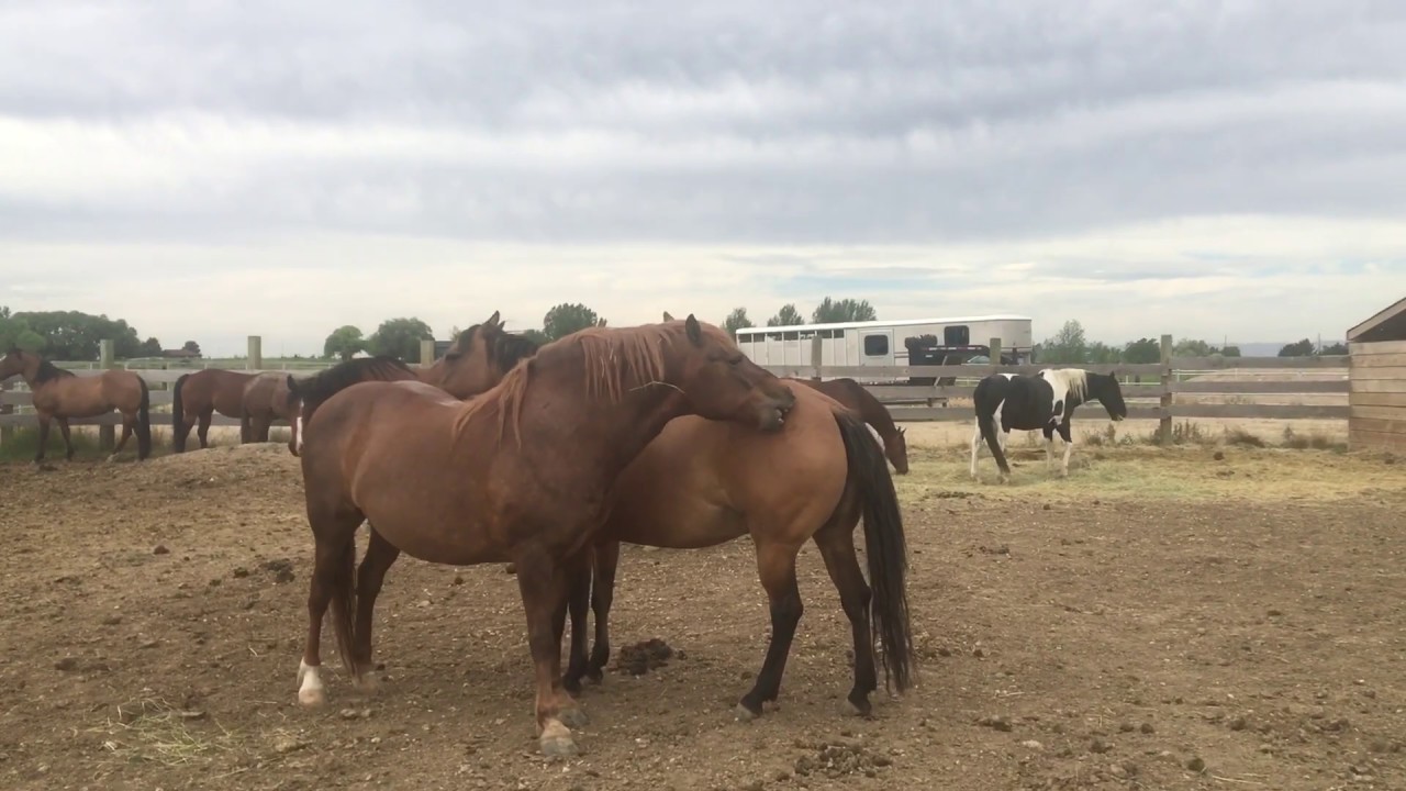 Horse Cuddles YouTube horse-cuddles-youtube
