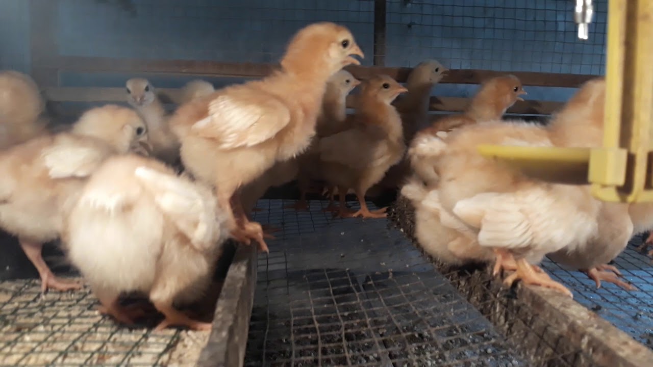 Bibit DOC Ayam Petelur Puruk Cahu Kalimantan Tengah Hp 082153350119