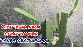 How to grow dragon fruit quickly without any growth stimulants
