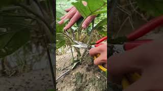 Eggplant farming #farmingtips #gardeningtips