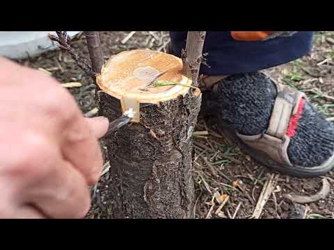 Видео: Пресаждане на отрязани дървета - Можете ли да пресадите отрязано коледно дърво