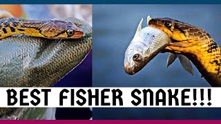 Checkered Keelbackthe Most Defensive Snake