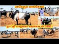 மாபெரும் காங்கேயம் நாட்டு மாடுகள் கண்காட்சி 2021 | Kangeyam Country Cows Exhibition