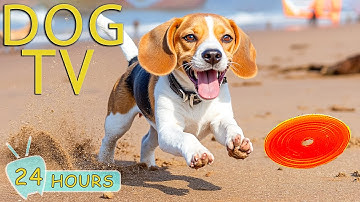 DOG TV: Video Anti-Stress for Dogs to Prevent Boredom When Dogs Home Alone - Soothing Music for Dogs