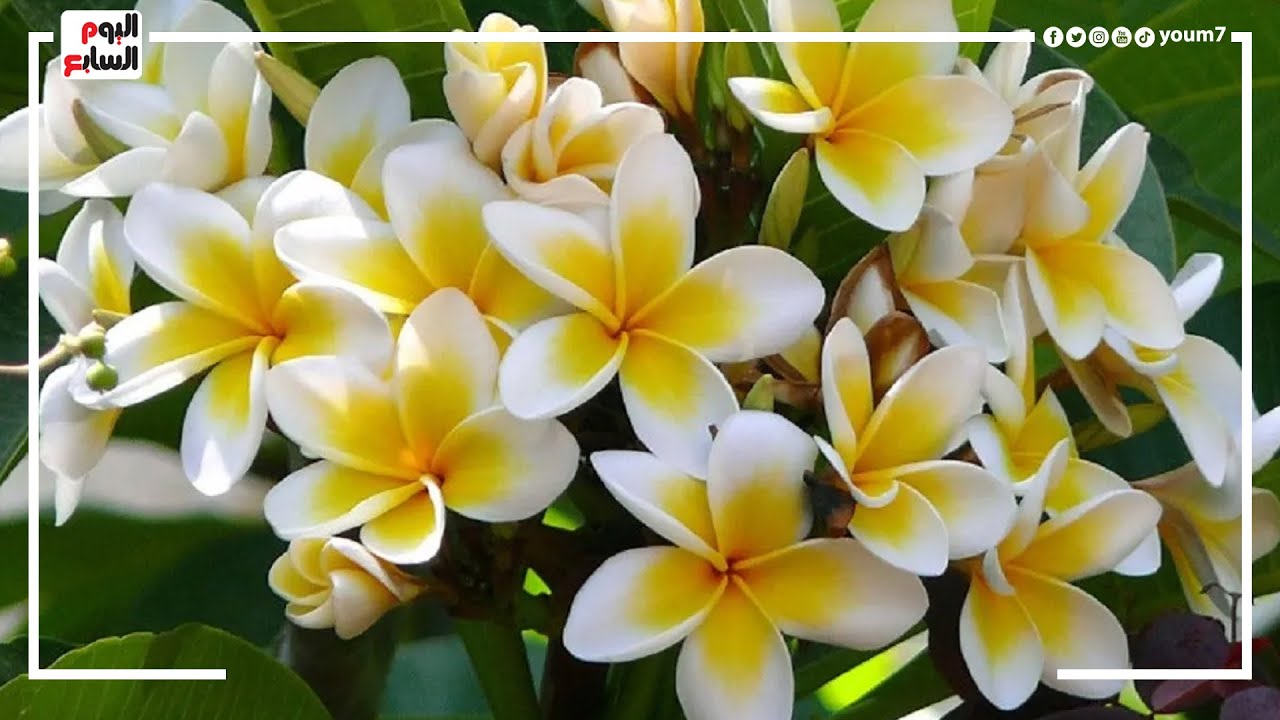 إزاى أرعى الياسمين الهندى ؟ وإيه الفرق بين اللى مزروع بذرة واللى اتزرع عقل ؟