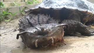 Mata Turtle by Dog Planet 423 views 8 years ago 1 minute, 9 seconds