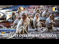 Humans try to take back control in Thai city overrun by monkeys