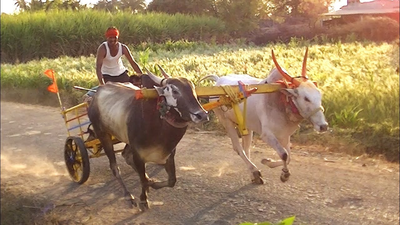 Young stud bull running in bullock cart race