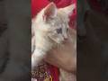 Pet #play #cat #cuteanimal #kitten #cutecat #cute #animals #playing