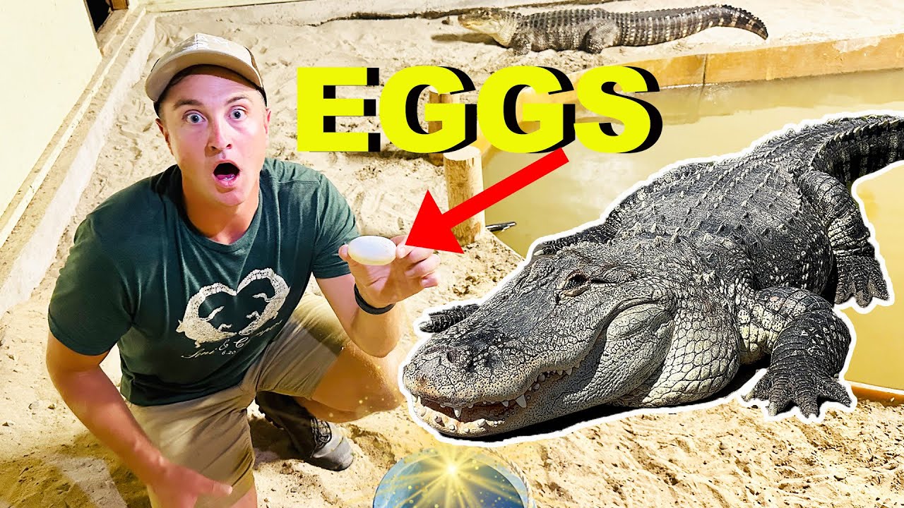 Мой аллигатор отложил яйца!!!