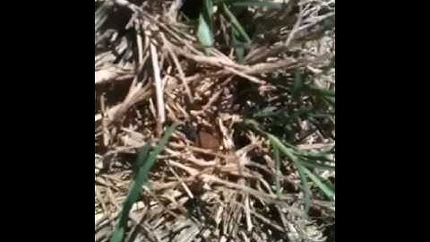 Dung beetle in action. FUNNY