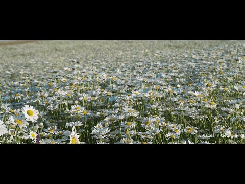 გვირილები Chamomile ромашки