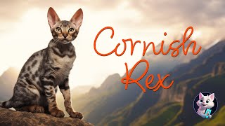 Cornish Rex: The CurlyCoated Charmers with a Playful Spirit