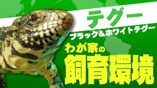パープル猫 モールのW&Bテグー、フトアゴハイポゼロ、ホホベニウミウシ