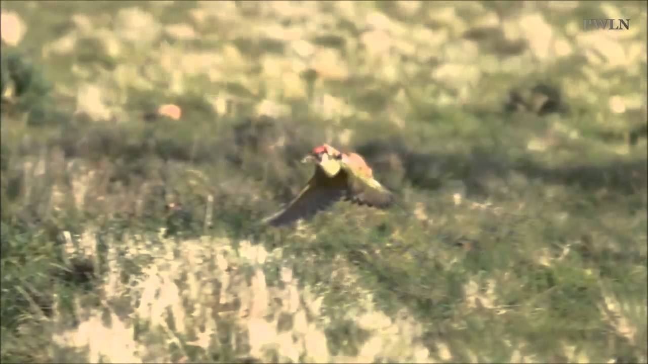 Economy Class Flight Weasel Hitching Ride On The Back Of Woodpecker Youtube