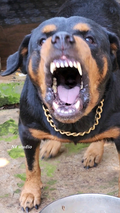 dog barking sound loud #viral #angrypuppy #cutepet #dog #cat #dogsound #animals #angry #angryanimal