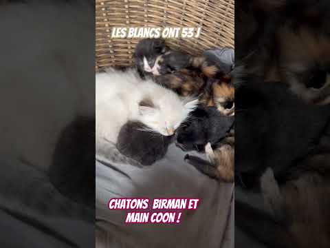 Chatons sacrés de birmanie (53j) et main coon (10 j) ensemble dans un panier trop mignon #chaton