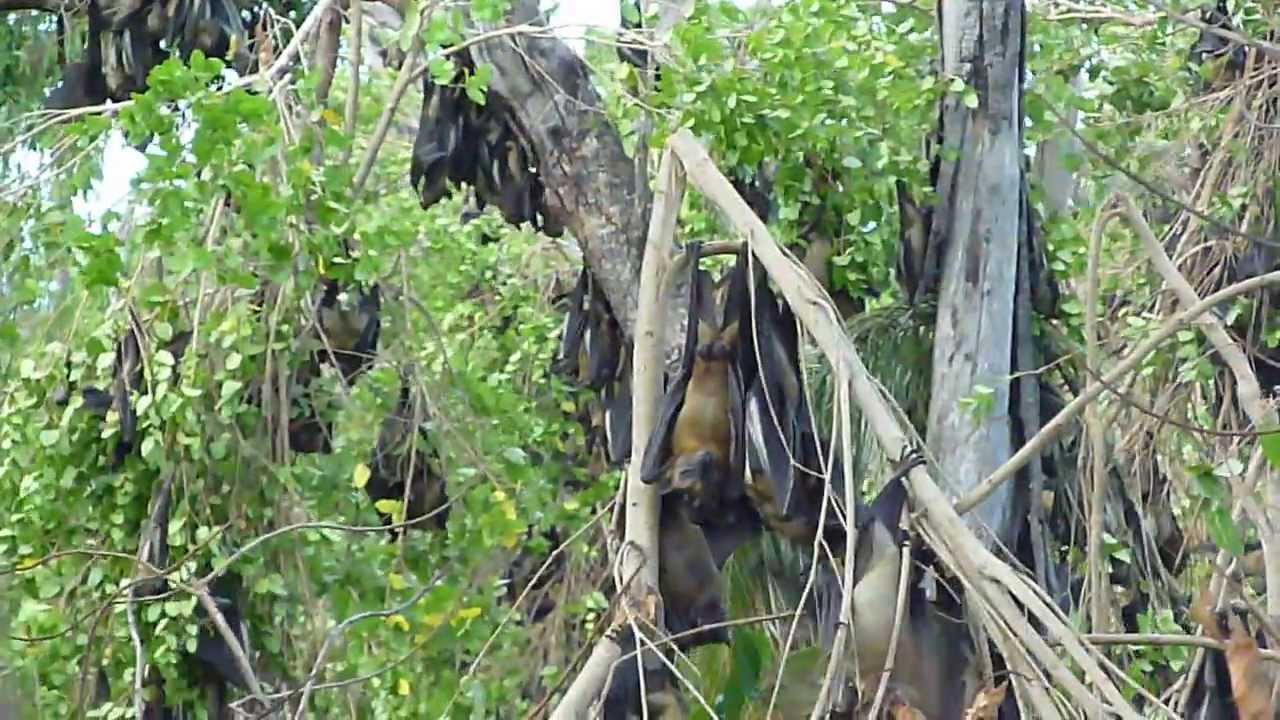 straw-coloured fruit bats (Eidolon helvum) - colony during the day 2
