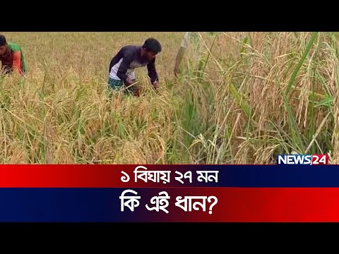 উচ্চফলনশীল ধান বিনা-২৫ এর জীবনকাল কম | Bina 25 | Paddy | News24