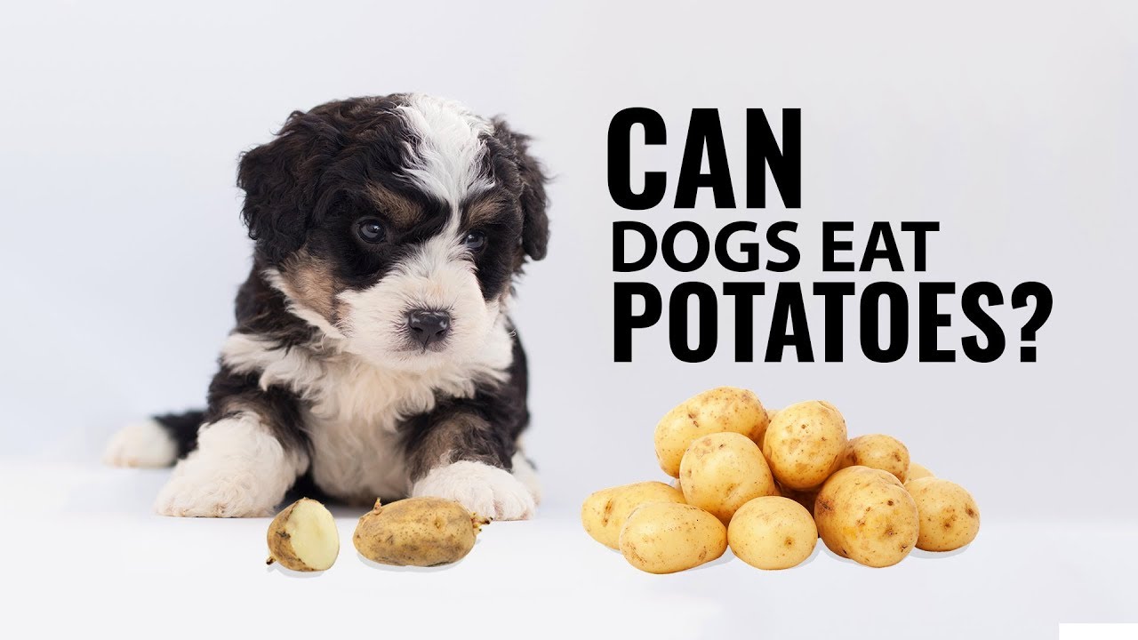 Can Dogs Eat Potatoes?