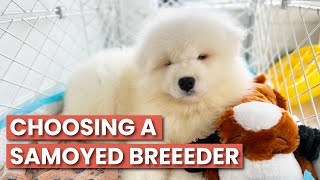 How To Choose a Samoyed Breeder