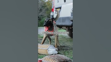 Why the Belgian Malinois Is the Fiercest Dog Alive
