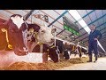 Augmented reality  nedap cowcontrol