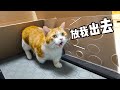 胖橘减肥，铲屎官改造猫猫版—破釜沉舟跑步机！效果绝佳！｜花花与三猫 Cat Live