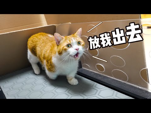 胖橘减肥，铲屎官改造猫猫版—破釜沉舟跑步机！效果绝佳！丨花花与三猫