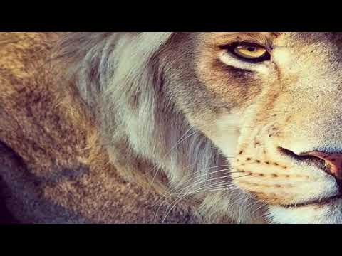 صامت لو تكلما لفظ النار ودما قلي من ملا صمته خلقا صمت ابكما كلمات في الوصف