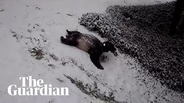 Giant pandas play in the Washington DC snow