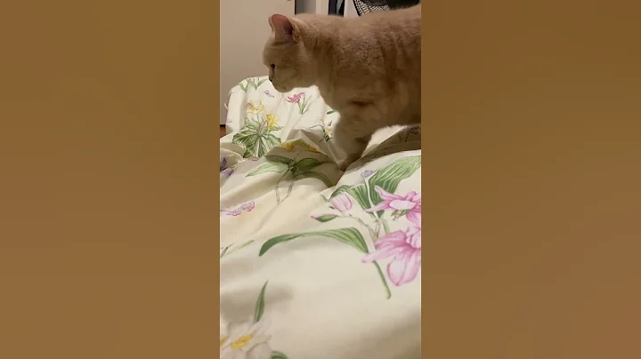 Video 5109061: british shorthair cat cutecat, british shorthair cat reaction, shorthair cat britishshorthair