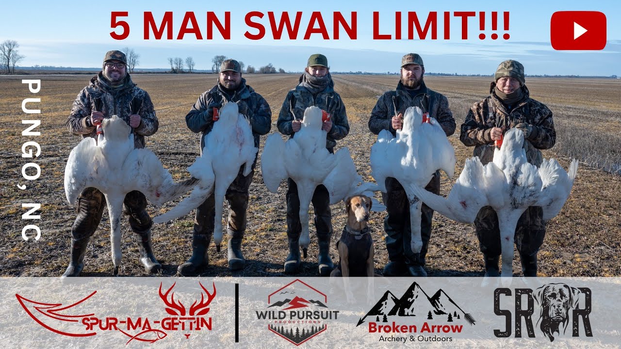 First Time Hunting Swans! | 5 MAN SWAN LIMIT!!! Pungo, NC | with Tri-County GS