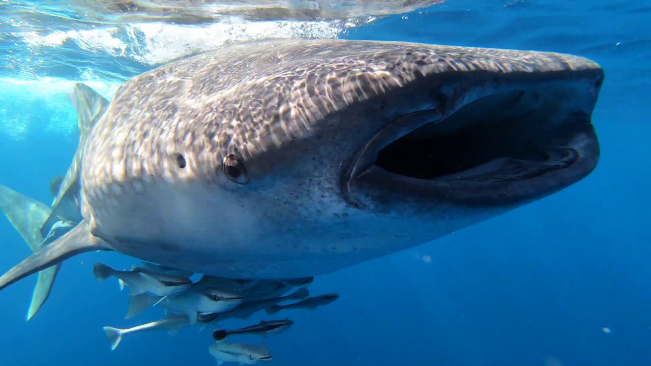 Rotes Meer Walhai zum Geniessen YouTube