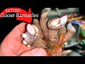 EATING BARNACLES ~ Gooseneck Barnacle "Catch" and Cook ~ Oregon Coast Foraging